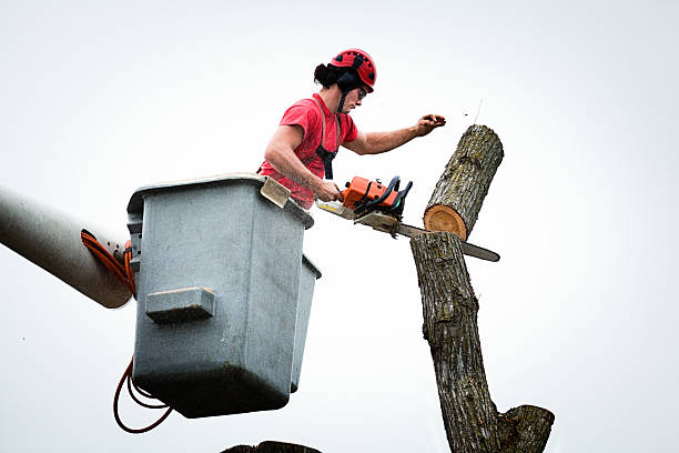 Best Tree Trimming and Pruning  in Sauk City, WI